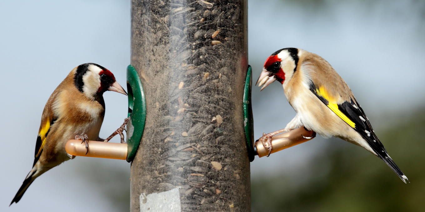 Nourrissage et maladies des oiseaux